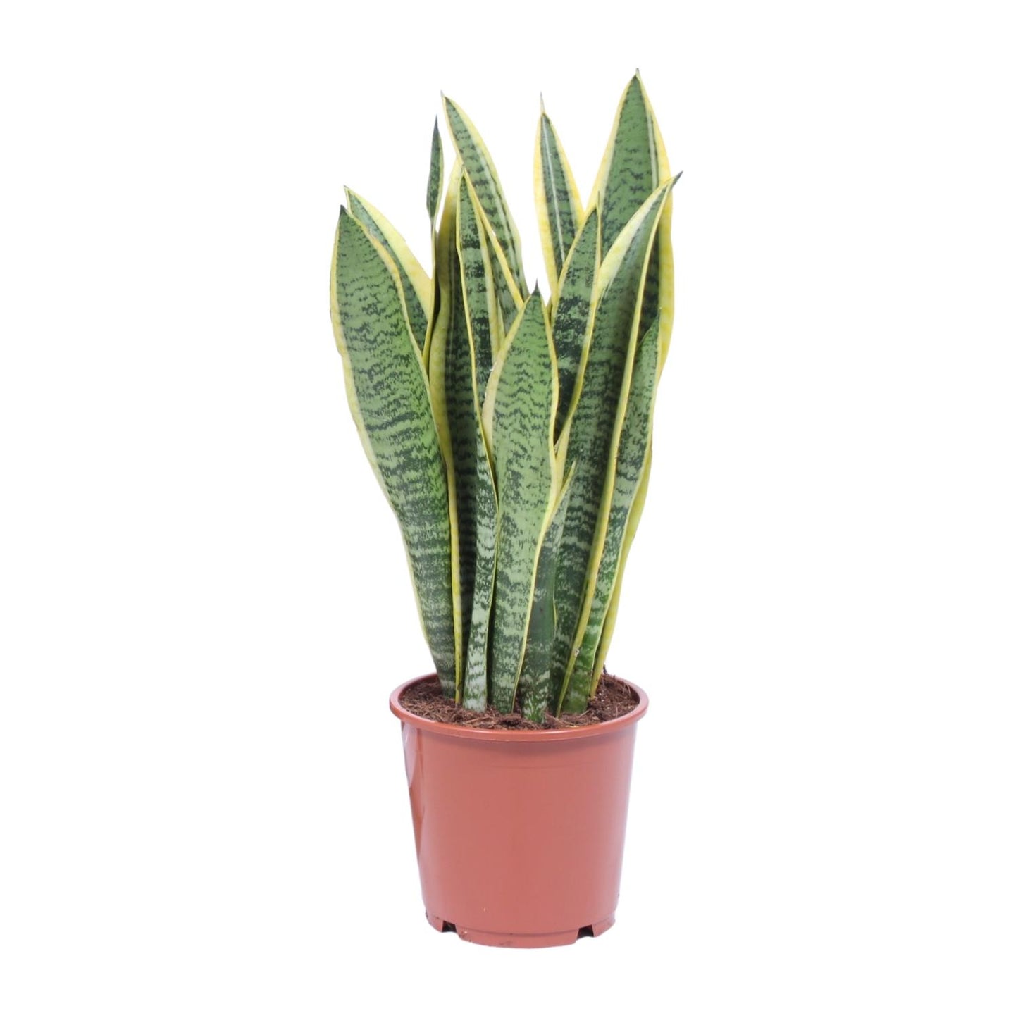 Sansevieria Trifasciata Laurentii – Pflegeleichte Schwiegermutterzunge Ø14cm
