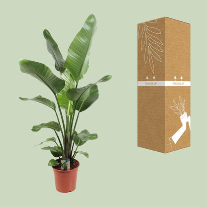 Strelitzia Nicolai – Paradiesvogelblume 21 cm Ø, 120 cm hoch