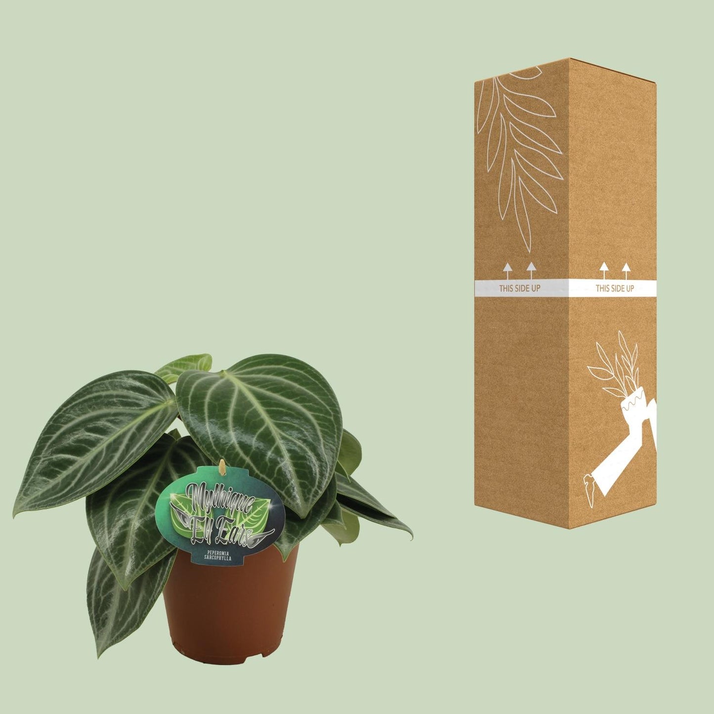 Peperomia Sarcophylla – pflegeleichte Zimmerpflanze Ø15cm