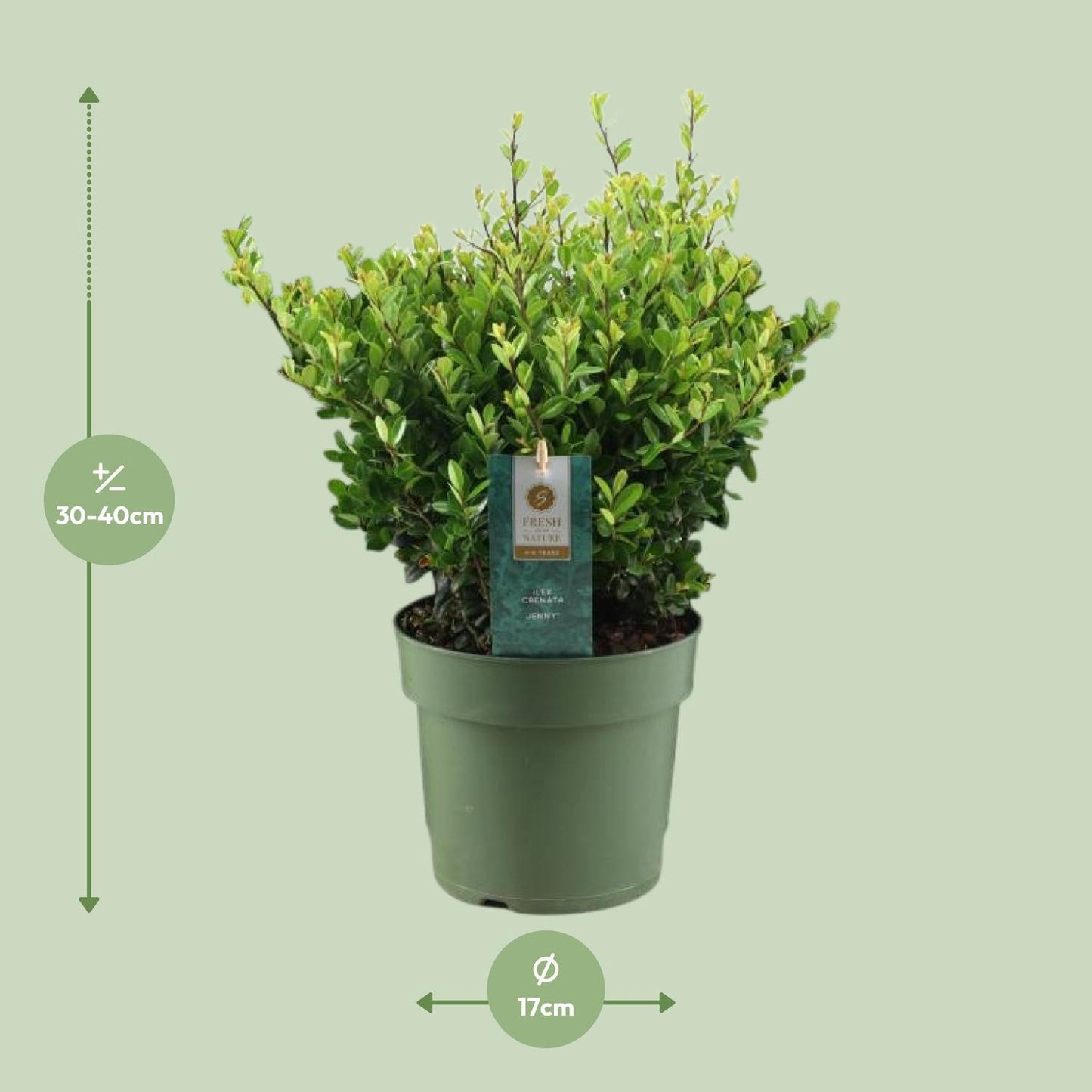 Ilex Crenata 'Jenny'® – Pflegeleichte Stechpalme Ø17cm