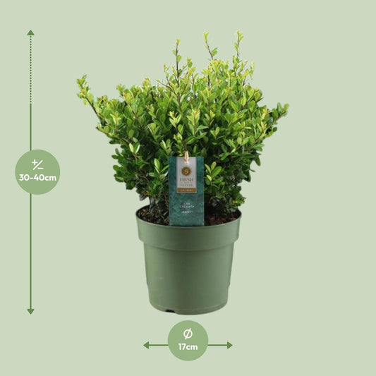 Ilex Crenata 'Jenny'® – Pflegeleichte Stechpalme Ø17cm