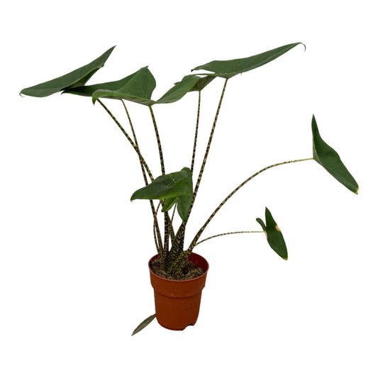 Alocasia Zebrina – Exotische pflegeleichte Zimmerpflanze 80 cm