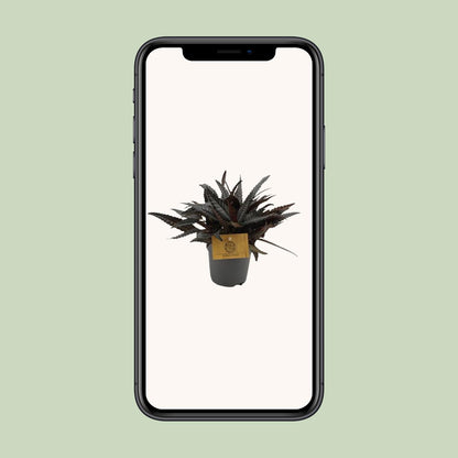 Pilea Hitchcockii – pflegeleichte Aluminium-Pflanze Ø10,5 cm