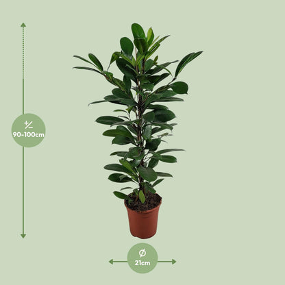 Ficus Cyathistipula – Pflegeleichte, luftreinigende Zimmerpflanze Ø21cm