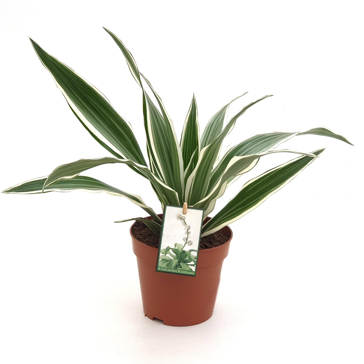 Dracaena White Stripe – Pflegeleichte Zimmerpflanze Ø12 cm