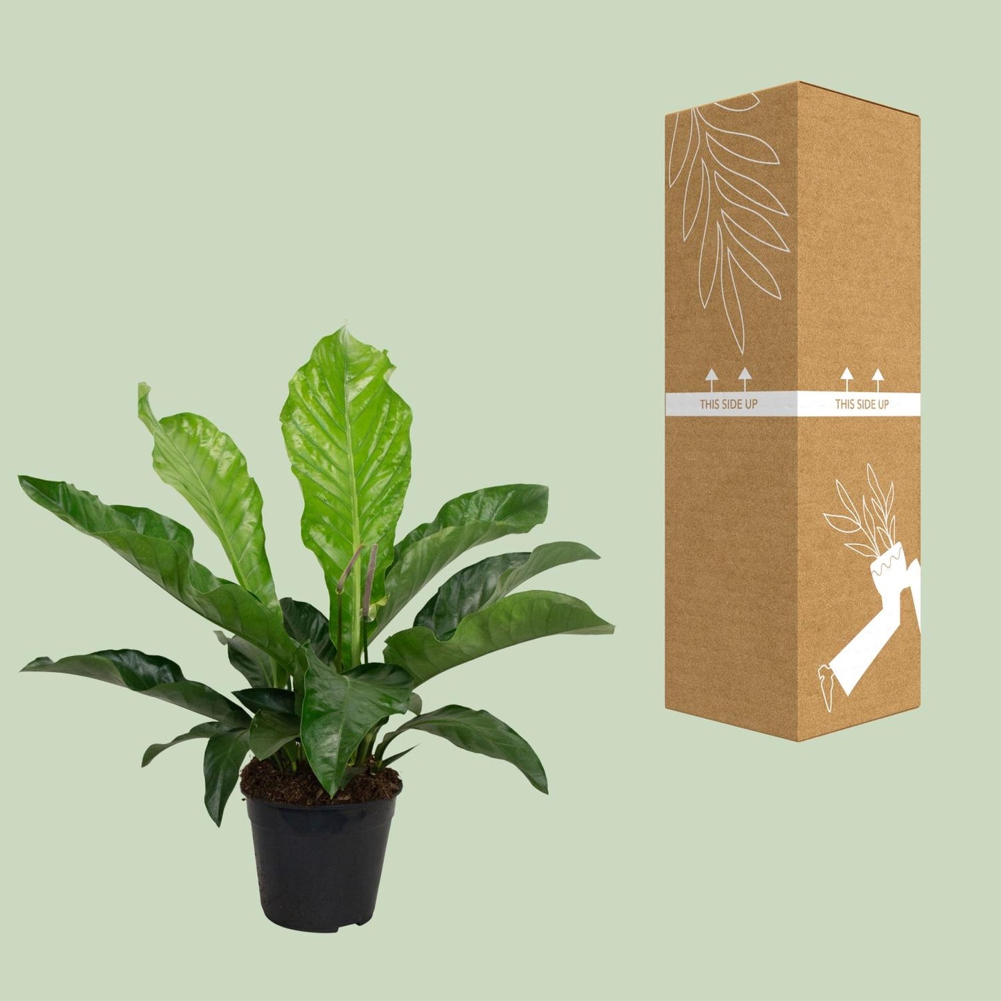 Anthurium KARMA Botanical – Elegante Zimmerpflanze Ø30cm