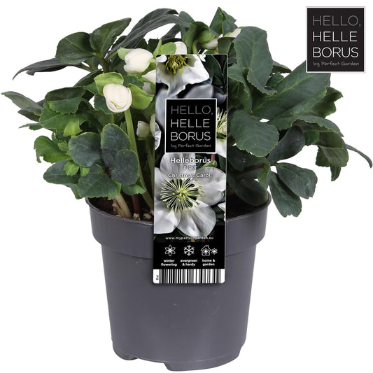 Helleborus Niger 'Christmas Carol' – Winterblüher Ø12cm