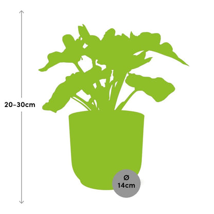 Philodendron Atom in ELHO Vibes Fold 14cm rosa