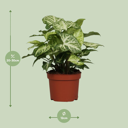 Syngonium Arrow – Luftreinigende Zimmerpflanze Ø12cm