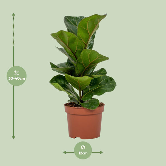 Ficus Lyrata – Pflegeleichte & Luftreinigende Zimmerpflanze Ø12cm