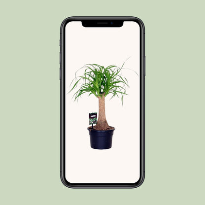 Elefantenfuß (Beaucarnea Nolina) – Pflegeleichte Zimmerpflanze Ø17cm
