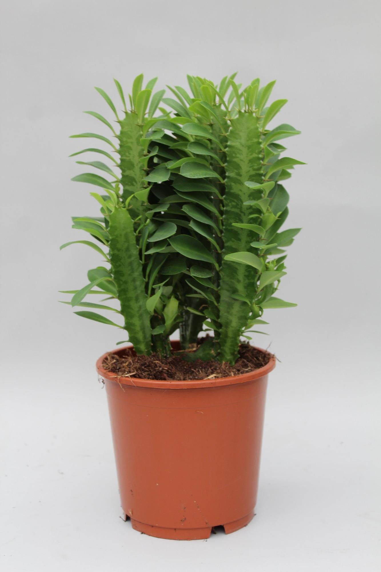 Afrikanischer Milchbaum – Pflegeleichte Sukkulente Ø12cm, 40cm