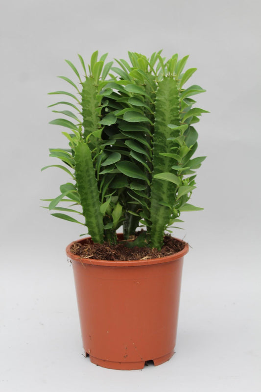 Afrikanischer Milchbaum – Pflegeleichte Sukkulente Ø12cm, 40cm