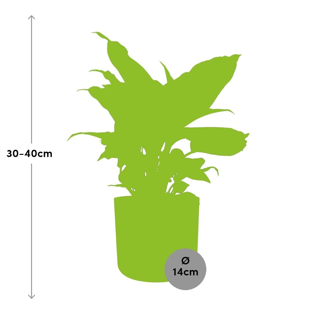 Dieffenbachia ‘Camilla’ – Tropische pflegeleichte Zimmerpflanze 14 cm