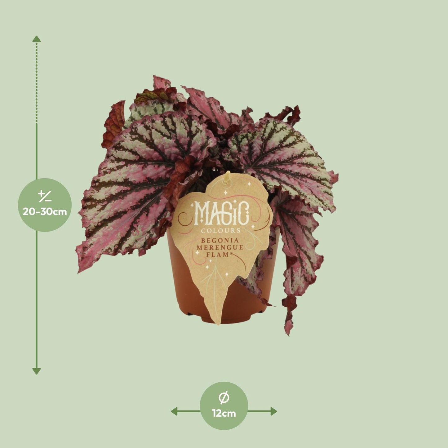 Begonia Rex Merenque – Lebendige Zimmerpflanze Ø12cm