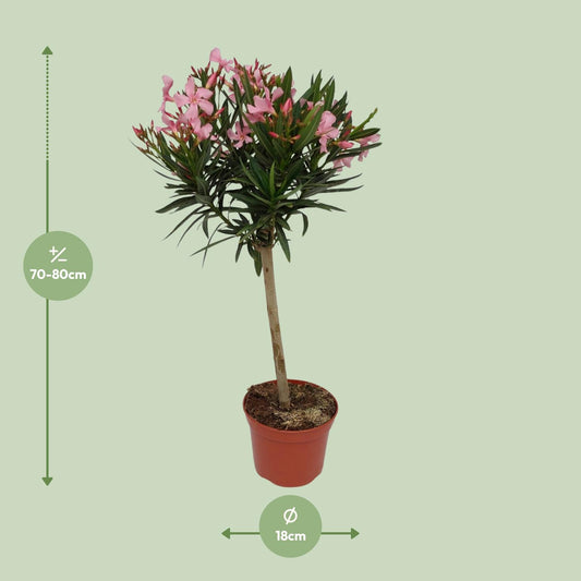 Nerium Oleander – Pflegeleichter Blütenstrauch Ø18 cm
