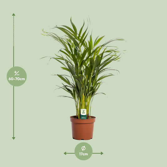 Dypsis Lutescens – Pflegeleichte Zimmerpflanze Ø17cm