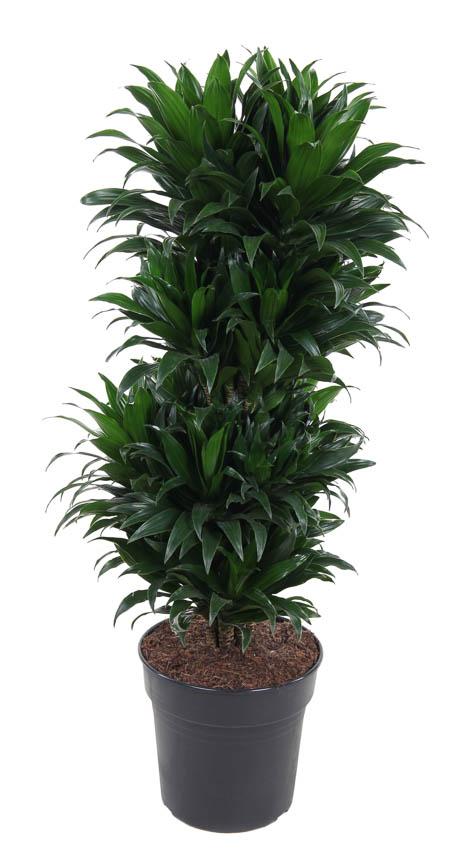 Dracaena Compacta Vertakt – Pflegeleichte Zimmerpflanze Ø27cm