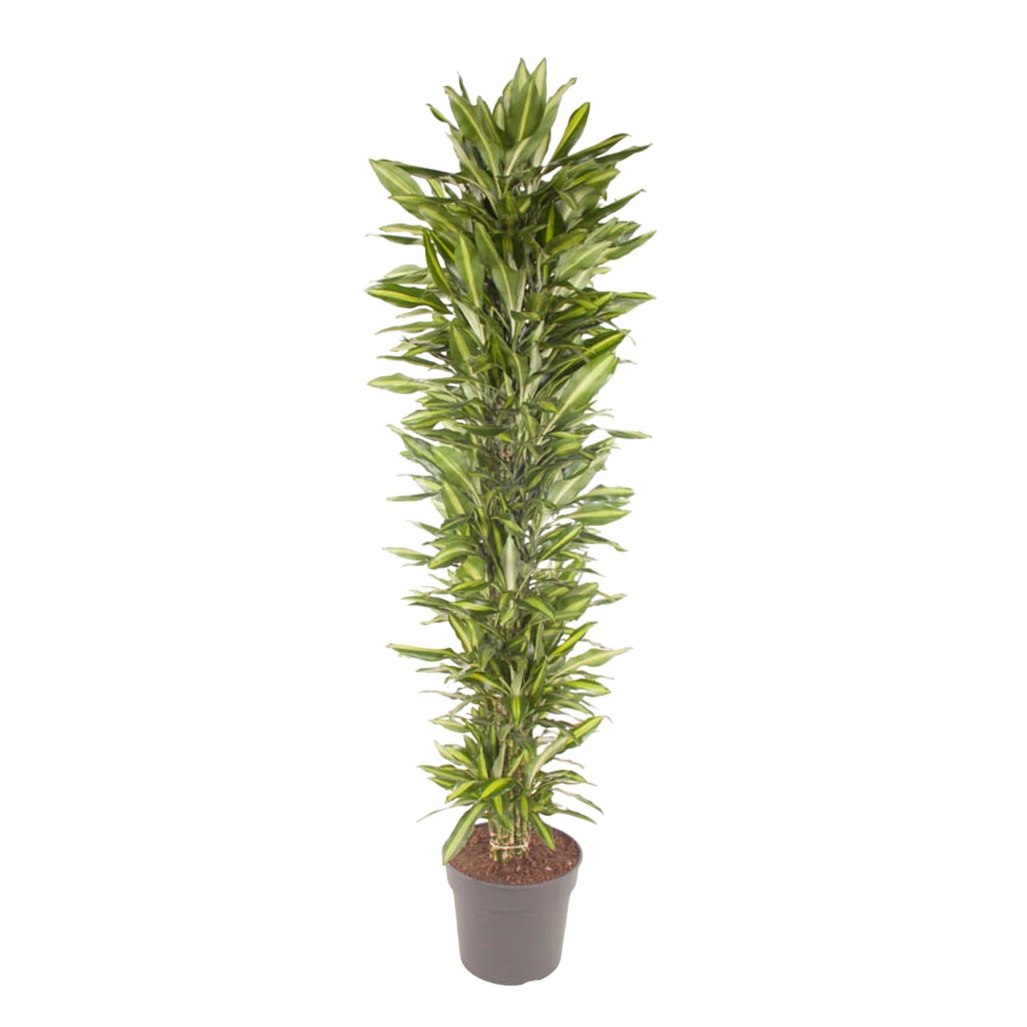 Dracaena Cintho vertakt – 210 cm – Pflegeleichte Zimmerpflanze