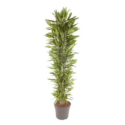 Dracaena Cintho vertakt – 210 cm – Pflegeleichte Zimmerpflanze