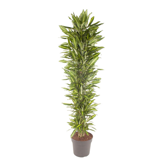 Dracaena Cintho vertakt – 210 cm – Pflegeleichte Zimmerpflanze