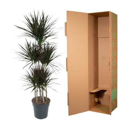 Dracaena Magenta Carrousel – Pflegeleichte Tropische Zimmerpflanze 150 cm