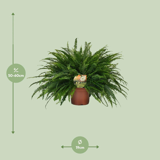 Grünlilie 'Green Lady' – pflegeleichte Zimmerpflanze 60cm
