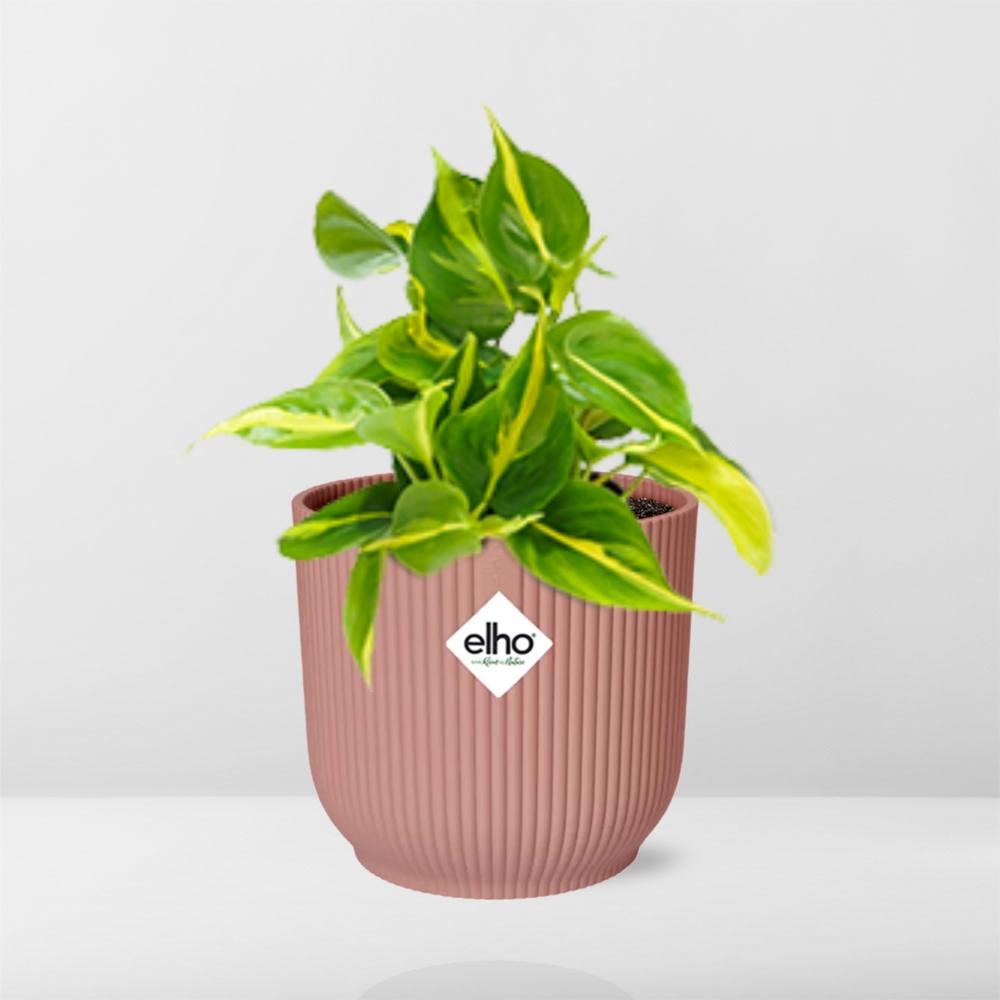 Philodendron Scandens ‘Brasil’ in ELHO Vibes Fold 14cm rosa
