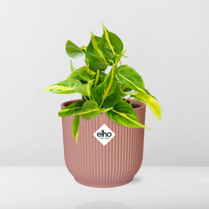 Philodendron Scandens ‘Brasil’ in ELHO Vibes Fold 14cm rosa
