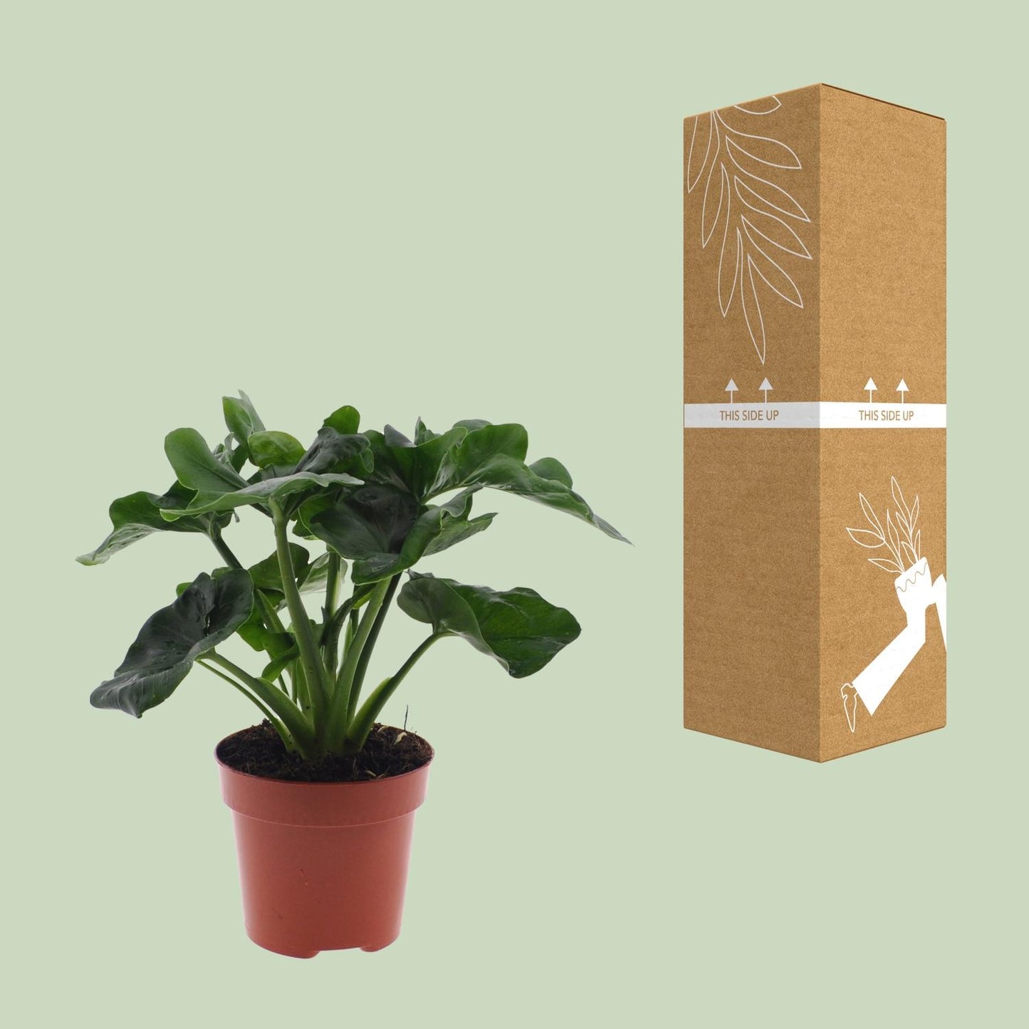 Philodendron Atom – Kompakte, pflegeleichte Zimmerpflanze Ø12cm