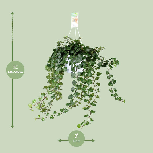 Efeu 'Wonder Green' – Pflegeleichte Kletterpflanze Ø24cm