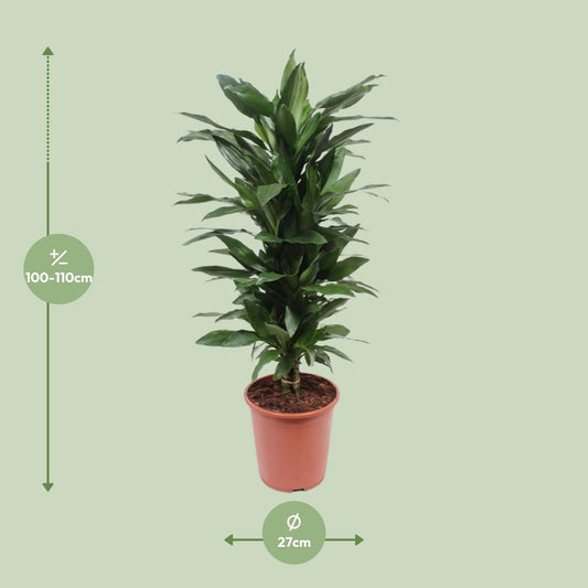 Dracaena Janet Lind – Pflegeleichter Drachenbaum Ø27cm, 110cm hoch