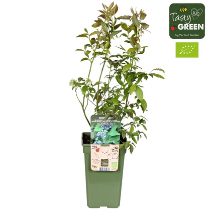 Blaubeere 'Reka' – Selbstfruchtender Beerenstrauch Ø13cm