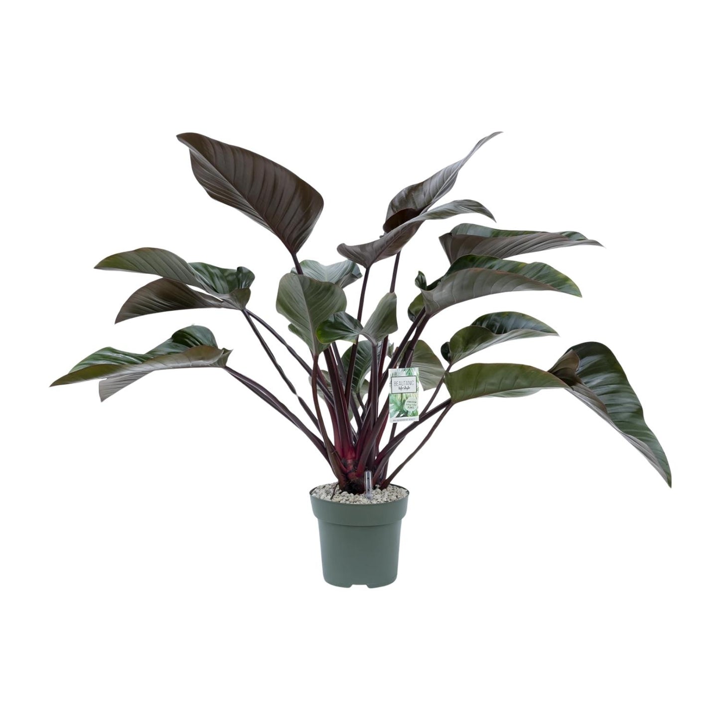 Philodendron Red Beauty – Pflegeleichte Tropenpflanze Ø27cm