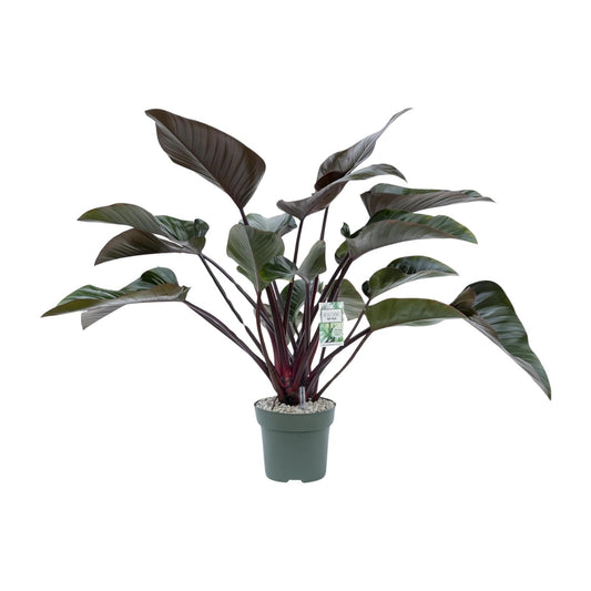 Philodendron Red Beauty – Pflegeleichte Tropenpflanze Ø27cm