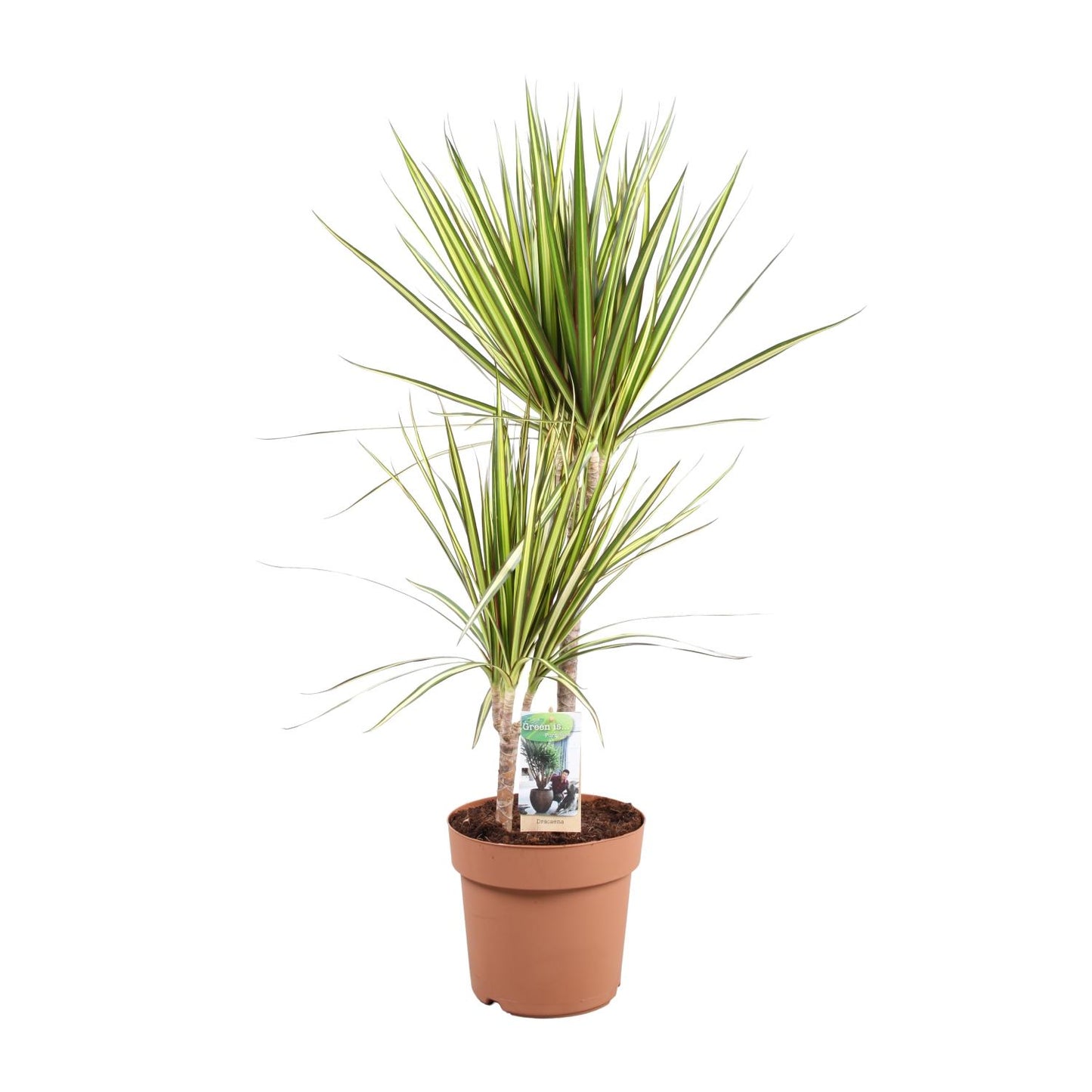 Dracaena marginata Sunray – Pflegeleichte Tropische Zimmerpflanze Ø21cm