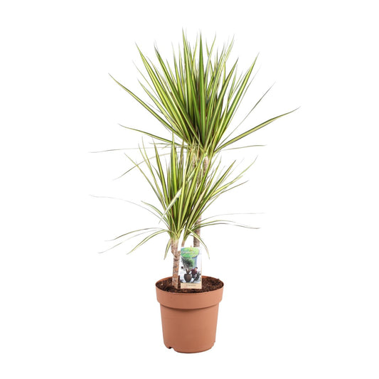 Dracaena marginata Sunray – Pflegeleichte Tropische Zimmerpflanze Ø21cm