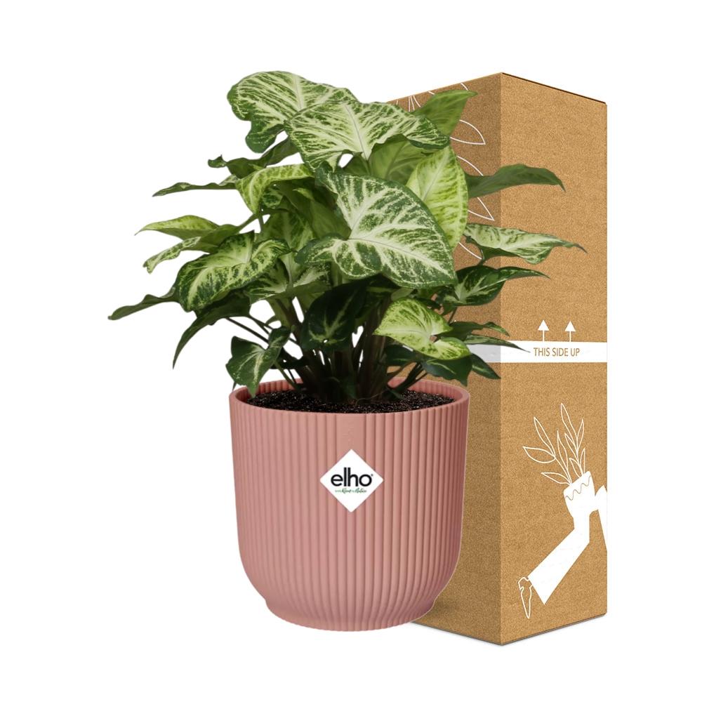 Syngonium Arrow in ELHO Vibes Fold 14cm Rosa – Pflegeleicht & Modern