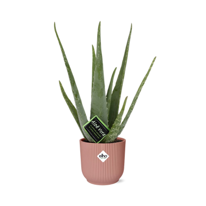 Aloe Vera 12cm in ELHO Vibes Fold 14cm rosa – Pflegeleicht & Luftreinigend