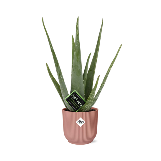 Aloe Vera 12cm in ELHO Vibes Fold 14cm rosa – Pflegeleicht & Luftreinigend