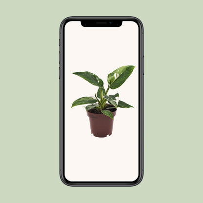 Philodendron White Princess – Elegante Zimmerpflanze Ø12cm