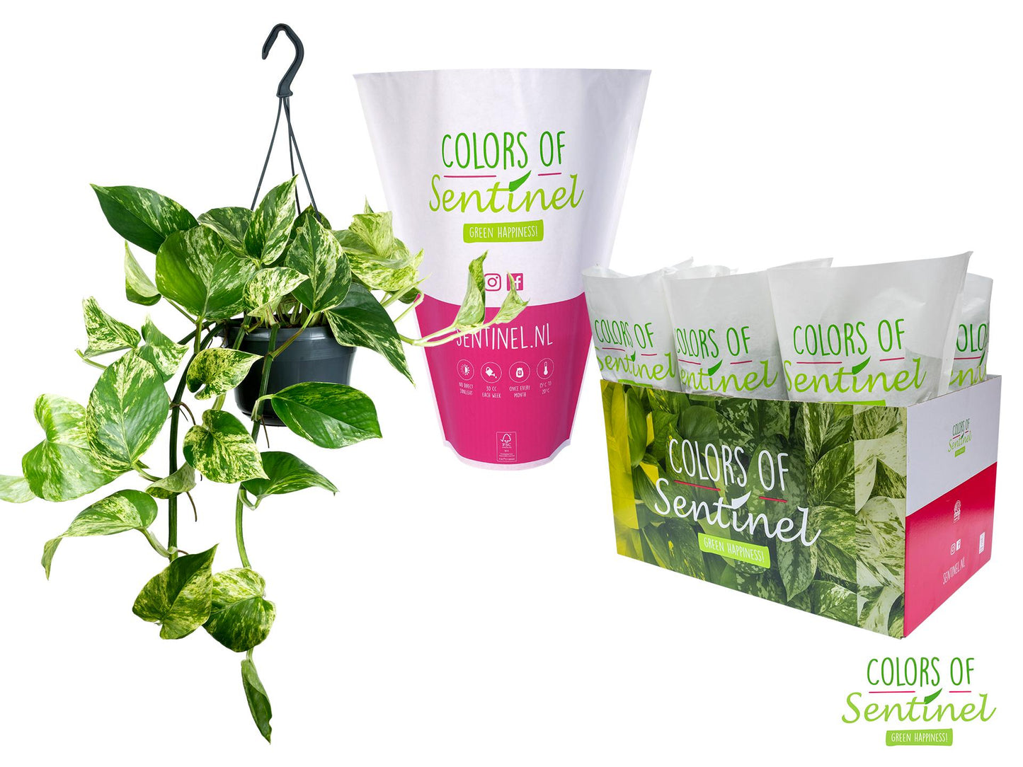 Epipremnum Pinnatum 'Marble Queen' – Hängepflanze Ø15cm