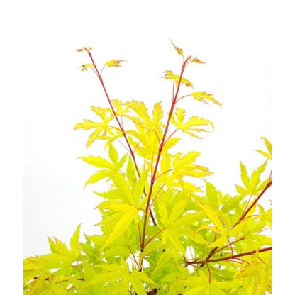 Fächerahorn 'Anne Irene' – 40 cm dekorativer Zierahorn