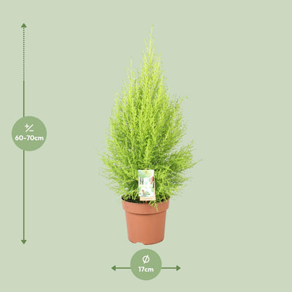 Cupressus Goldcrest Wilma – Pflegeleichte Zeder Ø17cm
