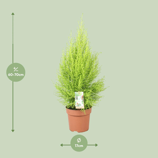 Cupressus Goldcrest Wilma – Pflegeleichte Zeder Ø17cm