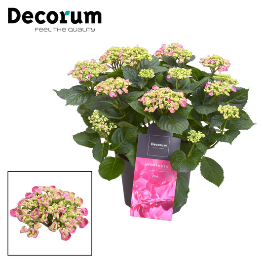 Hortensie Curly Wurly Roze – Pflegeleichte Blühpflanze Ø23cm