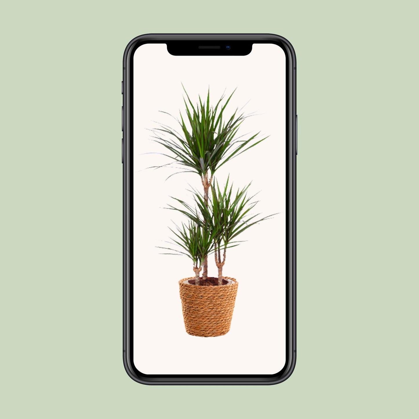 Dracaena Marginata – Pflegeleichter Drachenbaum Ø21cm, 95cm hoch