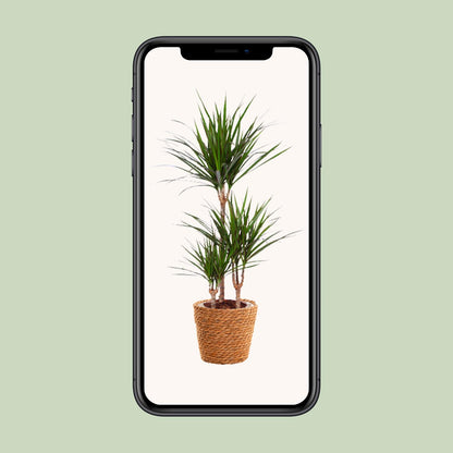 Dracaena Marginata – Pflegeleichter Drachenbaum Ø21cm, 95cm hoch