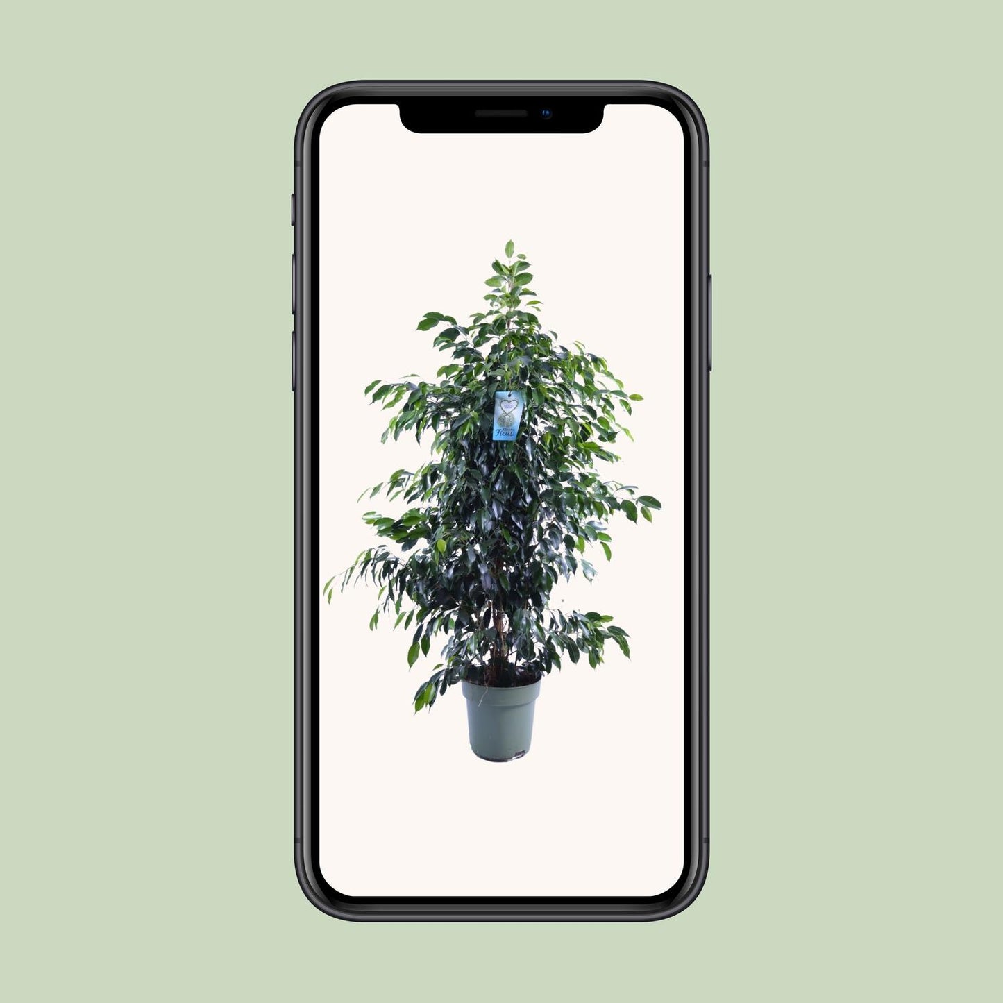 Ficus Benjamina Danielle – Eleganter Feigenbaum Ø27cm, 150cm hoch