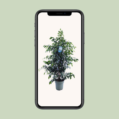 Ficus Benjamina Danielle – Eleganter Feigenbaum Ø27cm, 150cm hoch
